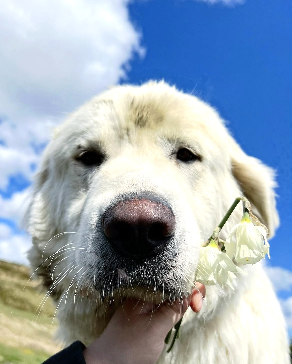 Close-up of a fluffy white dog with white flowers beneath a blue sky