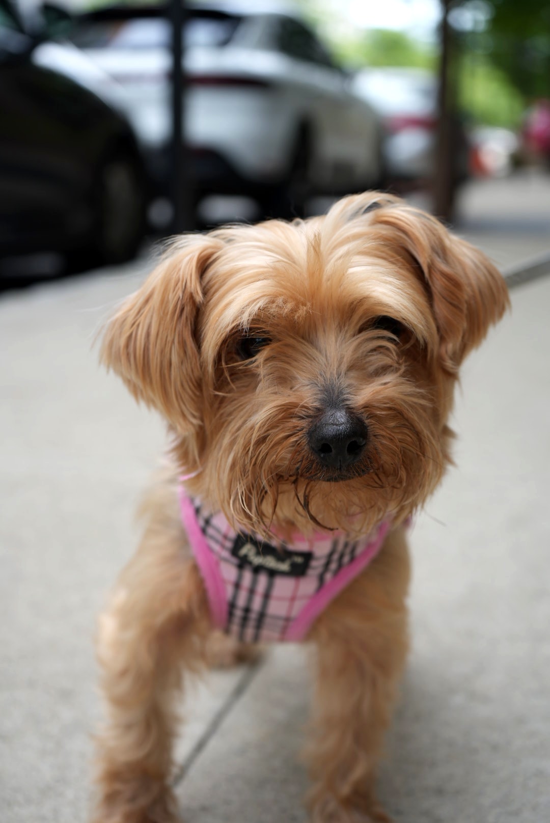 Small tan dog wearing a pink harness outdoors