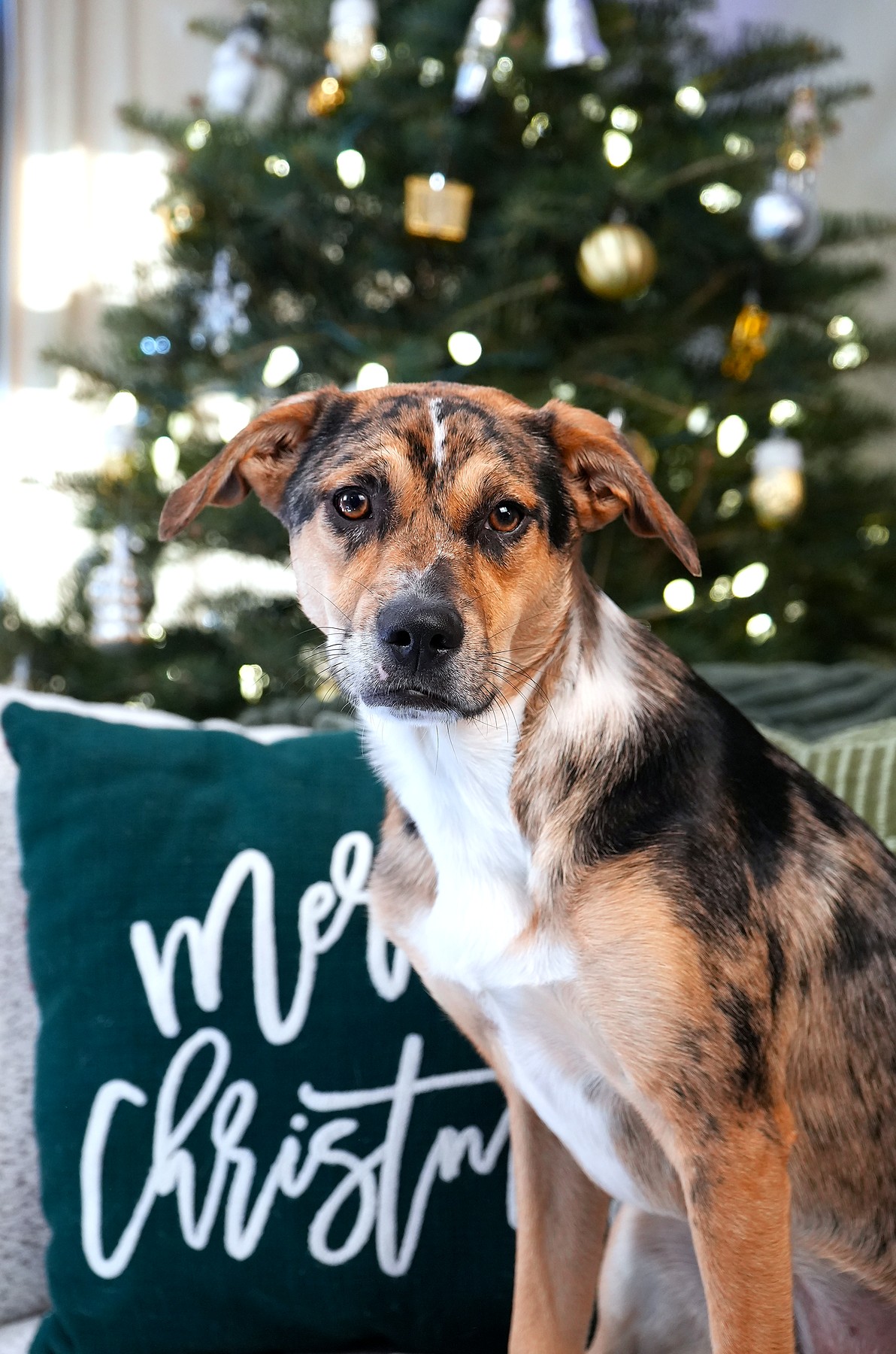 Merle dog looking at the camera beside a Christmas tree