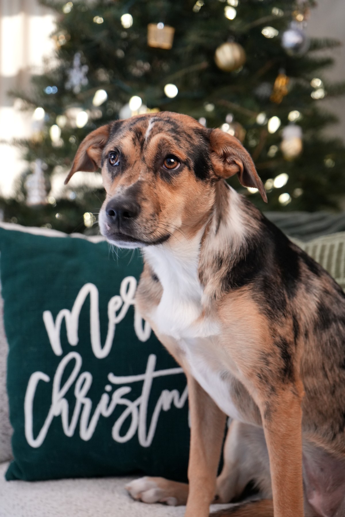 Merle dog looking to the side with Christmas lights behind