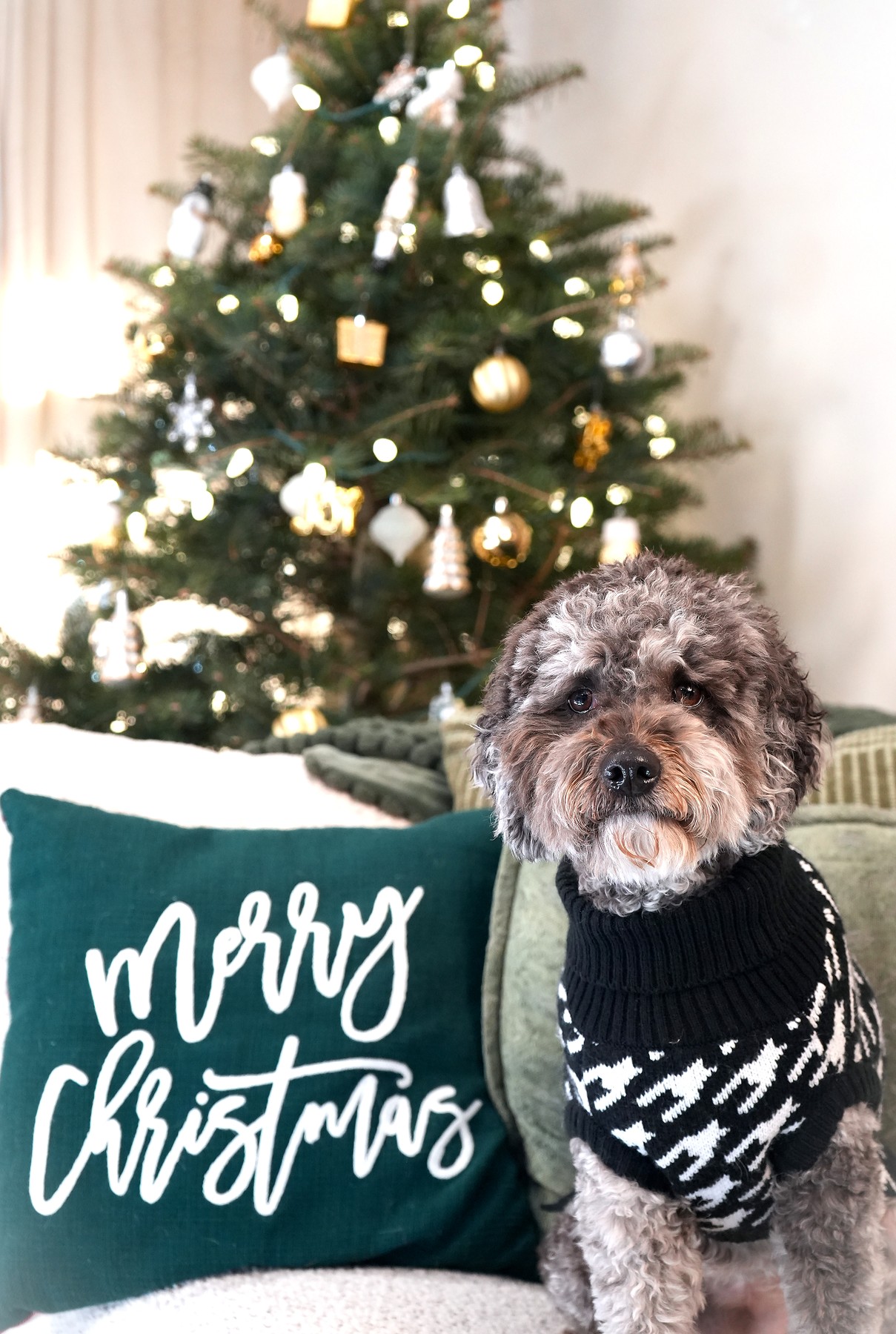 Curly gray dog wearing a patterned sweater beside a Christmas cushion