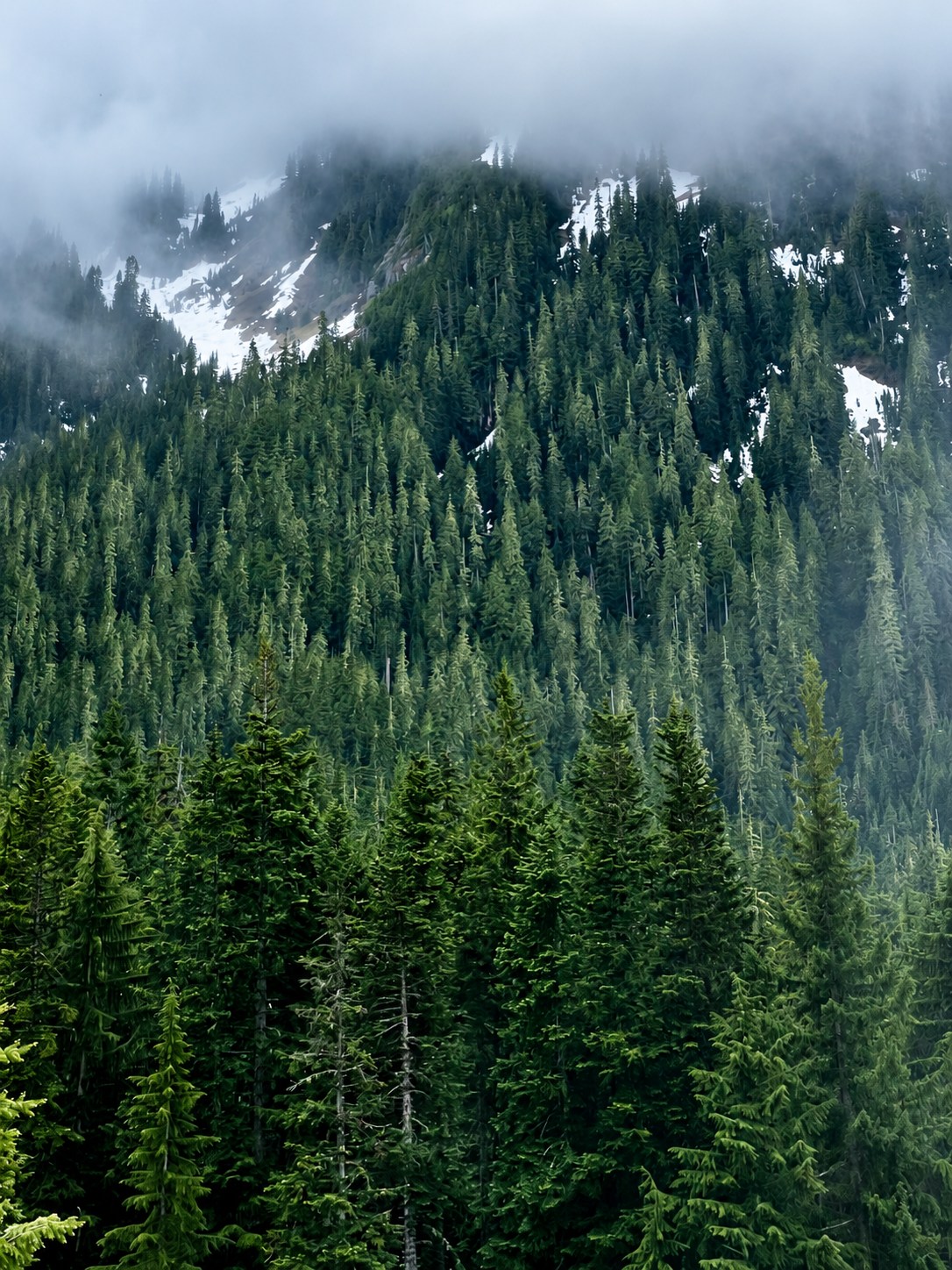 Mist drifting over evergreen forest and patches of mountain snow